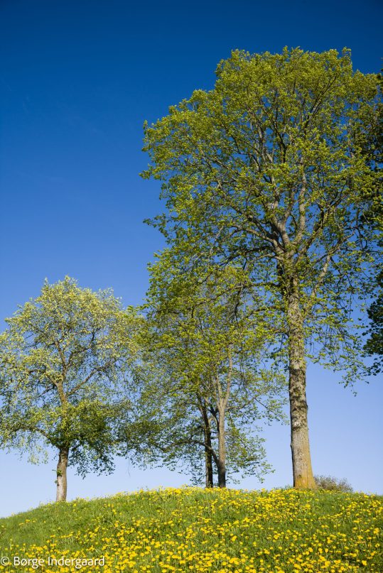 0523_L1001451-24MP