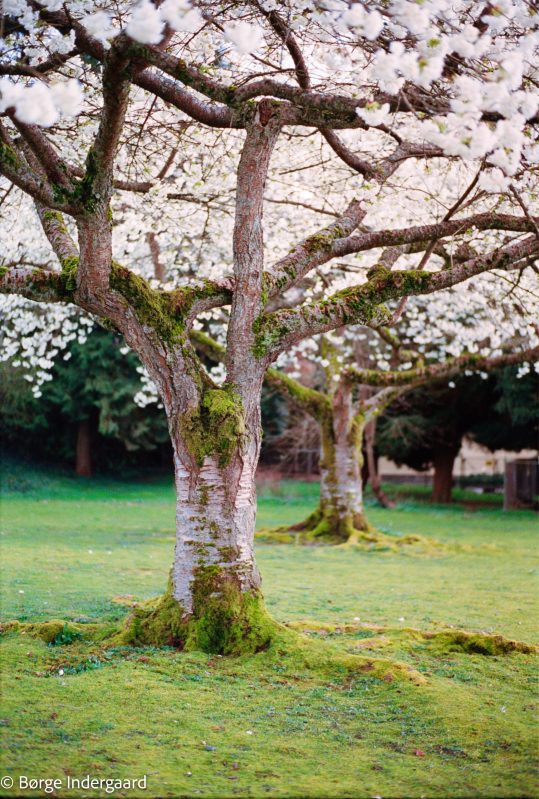 201503_Vancouver_CA_Portra400_03-24MP